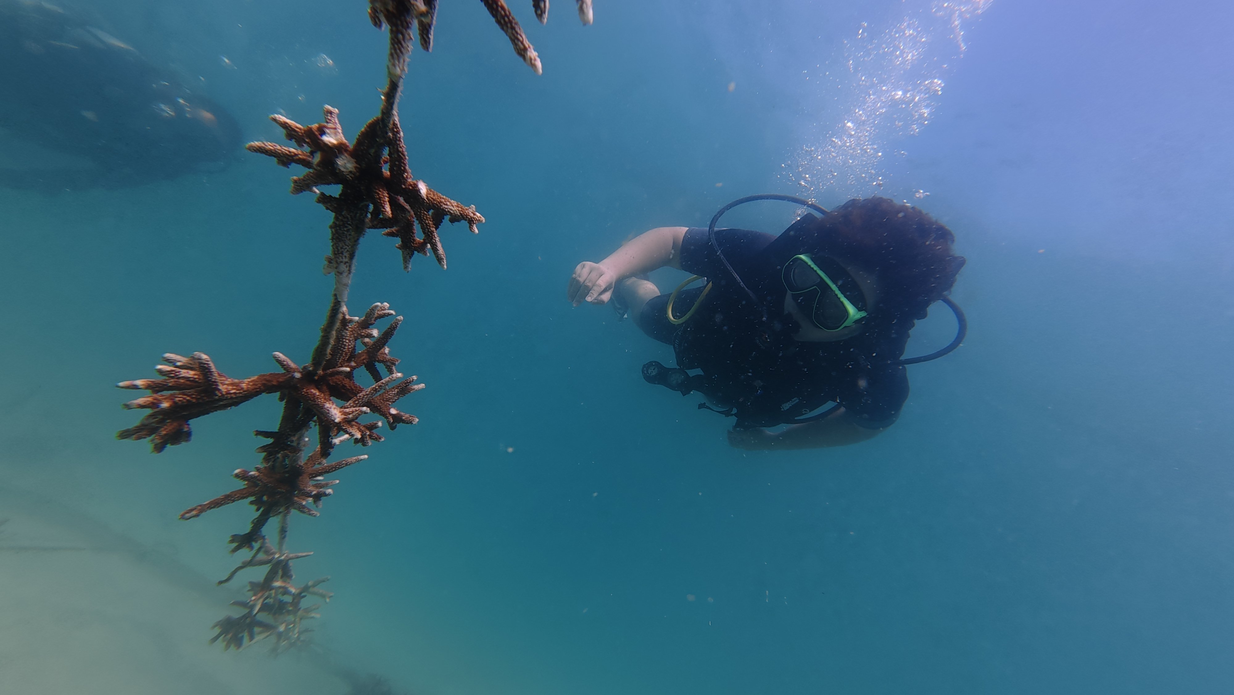 Coral Planting at Gành Dầu