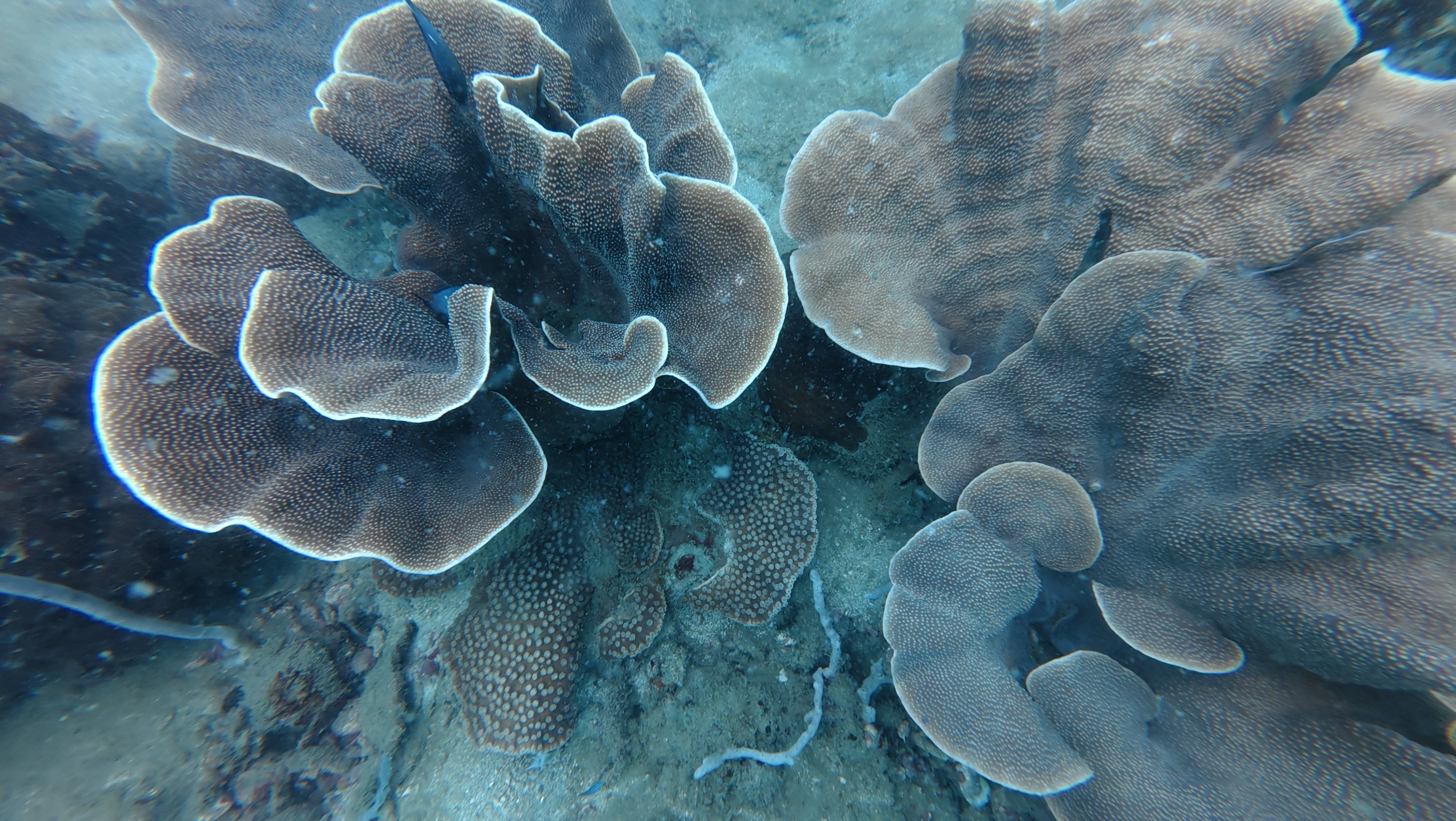 Underwater Photography at Hòn Kim Quy